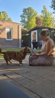 Passen kan gratis en vrijblijvend. Interesse? Reserveer je tijdslot door een mail te sturen naar nicole@demodernehond.nlWe hebben van de maten verschillende kleuren op voorraad om direct mee te nemen, een andere kleur gewild? Geen probleem, binnen 1 tot 2 weken heb jij je muilkorf in de gewilde kleur.#muzzleddogsaregooddogs #muzzlemovement #demodernehond #rplusdogs #hondentraining #reactivedog