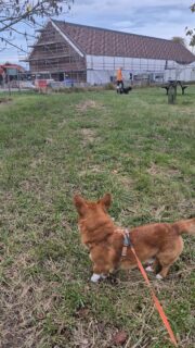 Ik heb het tijdens mijn consulten vaak over trainen tijdens je 'gewone' wandelingen. Dit bedoel ik ermee. Idealiter zou ik blijven bewegen, maar ik werd 'klem gelopen'. Ik nam afstand en maakte er een trainingsmoment van. Ik greep in waar nodig en stimuleer zelf gekozen goede oplossingen.#demodernehond