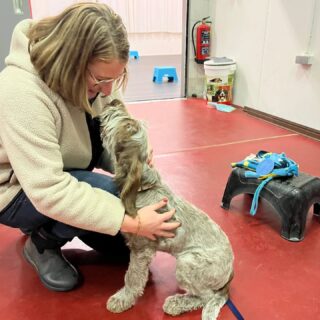 Raad het ras! 😏Puppylessen geven betekent een hele aanwas en verscheidenheid aan verschillende rassen en kruisingen. Maar deze was toch echt de eerste van haar ras. Ik gok zelfs de eerste die ik heb gezien in levende lijve! Heb jij enig idee?Tip: de grootte van de poten. 🧐