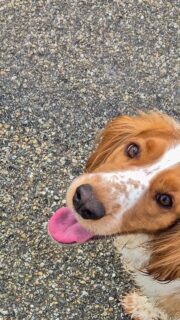 Maakbaarheid
.
Zie je de Spaniel? Dat is precies wat Spaniels doen. Los. Aan de lijn. De hele dag, het liefst. Kun je een Spaniel netjes leren lopen aan de lijn? Ja. Gaat een Spaniel dat 24/7 doen. Nop. Het zijn jachthonden in hart en nieren en hebben een uitlaatklep nodig.
.
Zie je de Corgi? De Corgi is een herder. Eentje van de iets wat serieuzere aard. Wandelen is wel leuk hoor, maar werken met de baas is nog leuker. Dat doen ze het liefst.Zie je hoe verschillend dit uitlaten is?Wat voor hond heb jij?, wat doet dit ras of kruising het liefst? Hoe geef je hier invulling aan?X Nicole