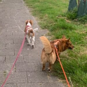 Waarom een drie meter lijn